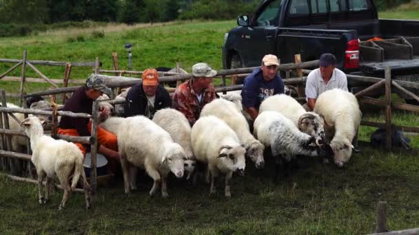 2023 Доїння Вівці Високо Горах Поблизу Гори Одожита Коняков Польща — стокове відео