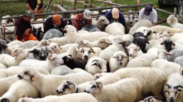 2023 Доїння Вівці Високо Горах Поблизу Гори Одожита Коняков Польща — стокове відео