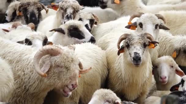 Kauende Schafe Vor Dem Hintergrund Einer Herde Einem Gehege — Stockvideo