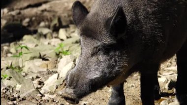 Ormandaki bir yaban domuzu portresi