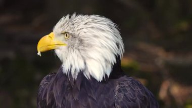 Ormanda bulanık bir arka planda Amerikan Kartalı