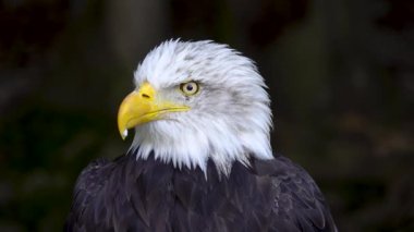 Ormanda bulanık bir arka planda Amerikan Kartalı