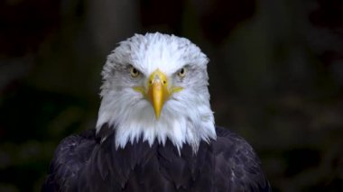 Ormanda bulanık bir arka planda Amerikan Kartalı