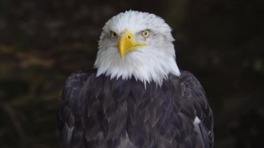 Ormanda bulanık bir arka planda Amerikan Kartalı