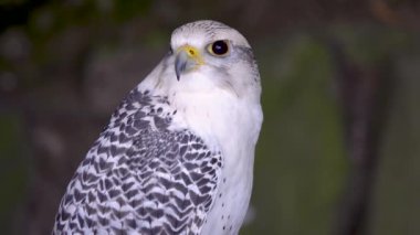 Falco Rusticolus ormanın arka planında bir ağaç kütüğünde oturuyor.