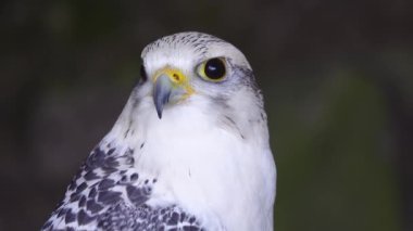 Falco Rusticolus ormanın arka planında bir ağaç kütüğünde oturuyor.