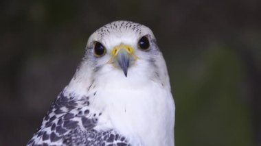 Falco Rusticolus ormanın arka planında bir ağaç kütüğünde oturuyor.