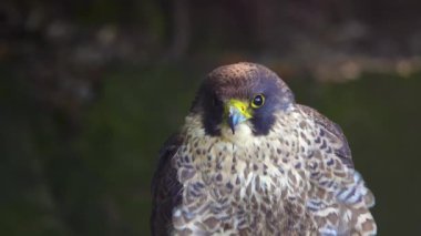 Falco Peregrinus 'un portresi ormanda bulanık bir arka planda, ağır çekimde.