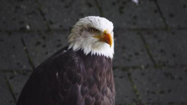 Ormanda bulanık bir arka planda Amerikan Kartalı