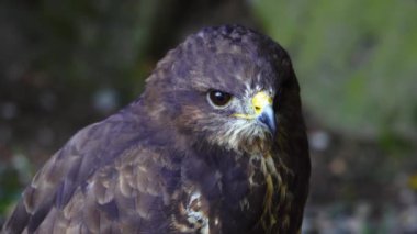 Falco Peregrinus 'un portresi ormanda bulanık bir arka planda, ağır çekimde.