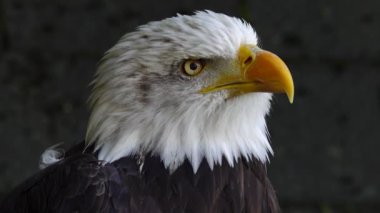 Ormanda bulanık bir arka planda Amerikan Kartalı