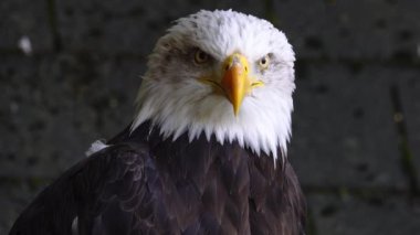 Ormanda bulanık bir arka planda Amerikan Kartalı
