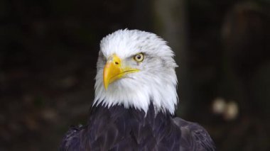 Ormanda bulanık bir arka planda Amerikan Kartalı