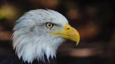 Ormanda bulanık bir arka planda Amerikan Kartalı