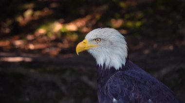 Ormanda bulanık bir arka planda Amerikan Kartalı