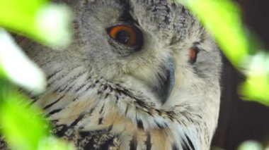 Sibiricus Bubo 'nun portresi ormanda bulanık bir arkaplan üzerinde, yavaş çekim