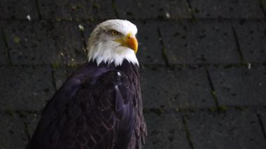 Ormanda bulanık bir arka planda Amerikan Kartalı