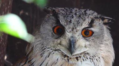 Ormanda bulanık bir arkaplanda sibiricus bubo portresi