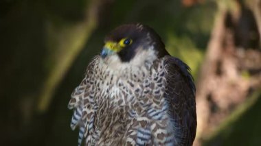 Falco Peregrinus 'un portresi ormanda bulanık bir arka planda.
