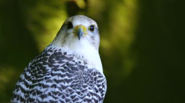 Falco Rusticolus ormanın arka planında bir ağaç kütüğünde oturuyor.