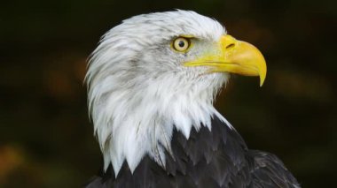Ormanda bulanık bir arka planda Amerikan Kartalı