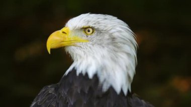 Ormanda bulanık bir arka planda Amerikan Kartalı