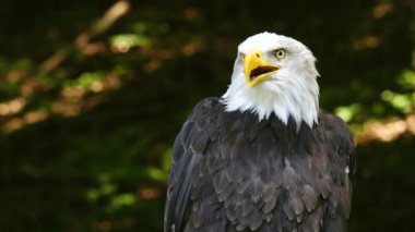 Ormanda bulanık bir arka planda Amerikan Kartalı