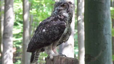Bubo bubo bir ağaç kütüğünün üzerinde ormanın arka planında oturuyor.