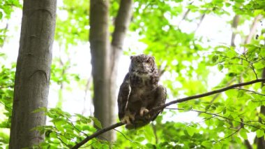 Bubo bubo bir ağaç kütüğünün üzerinde ormanın arka planında oturuyor.