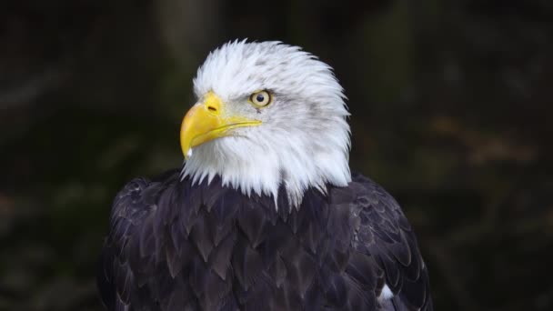 Hurlant American Eagle Sur Fond Flou Dans Forêt Ralenti — Video