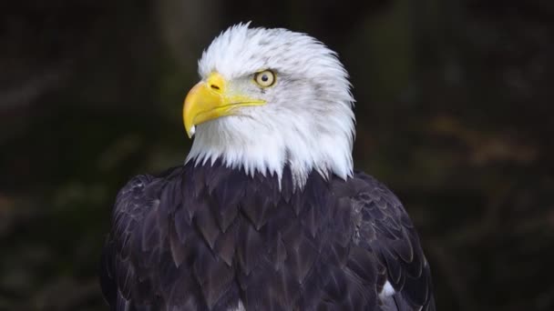 Aigle Amérique Sur Fond Flou Dans Forêt — Video