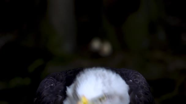 Hurlant American Eagle Sur Fond Flou Dans Forêt Ralenti — Video