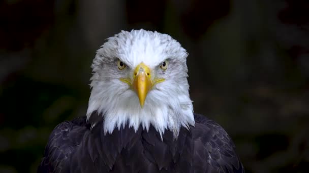 Ormanda Bulanık Bir Arka Planda Amerikan Kartalı — Stok video