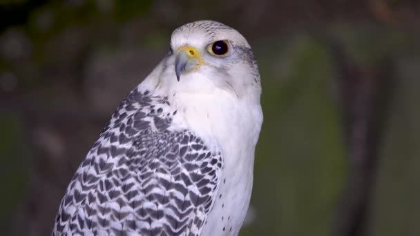 Falco Rusticolus งบนตอไม นหล งของป — วีดีโอสต็อก