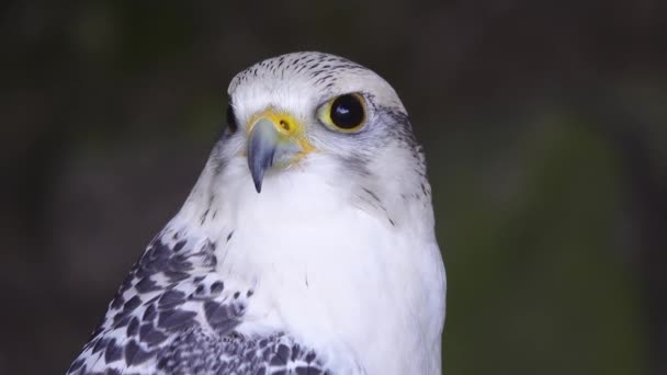 배경에 줄무늬에 Falco Rusticolus — 비디오