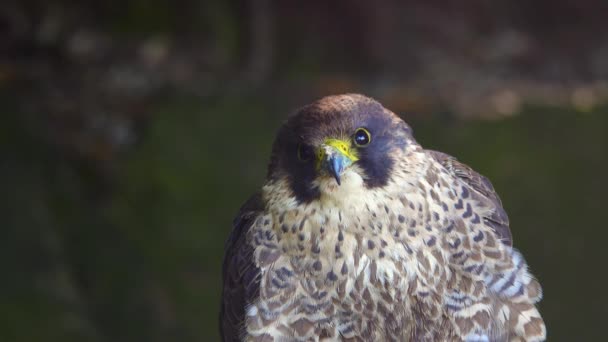 Portretul Lui Falco Peregrinus Fundal Neclar Pădure — Videoclip de stoc