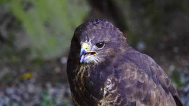 Πορτρέτο Του Falco Peregrinus Ένα Θολό Φόντο Στο Δάσος — Αρχείο Βίντεο