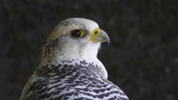 Falco Rusticolus Egy Fatörzsön Erdő Hátterében — Stock videók