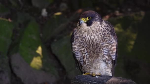 Retrato Falco Peregrinus Sobre Fondo Borroso Bosque — Vídeos de Stock