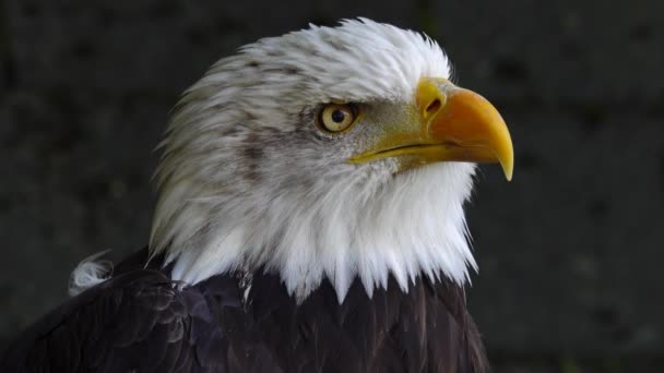 Amerikanischer Adler Auf Verschwommenem Hintergrund Wald — Stockvideo