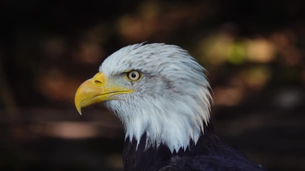 Águila Americana Sobre Fondo Borroso Bosque — Vídeo de stock