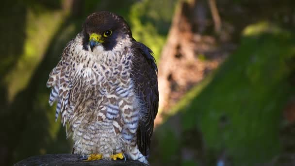 Портрет Falco Peregrinus Размытом Фоне Лесу — стоковое видео