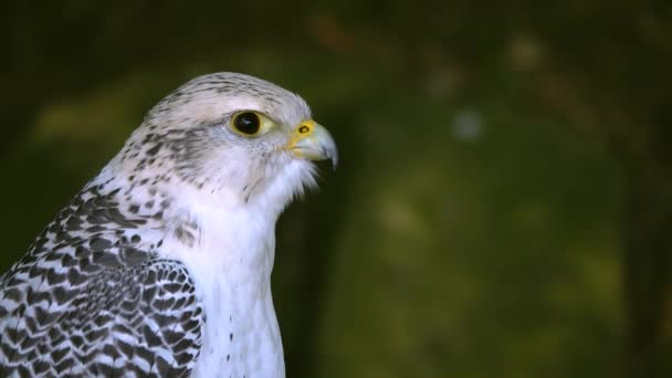 Falco Rusticolus Ormanın Arka Planında Bir Ağaç Kütüğünde Oturuyor — Stok video
