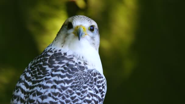 Falco Rusticolus Assis Sur Une Souche Arbre Sur Fond Forêt — Video