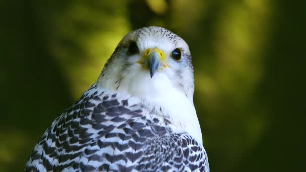 Falco Rusticolus Egy Fatörzsön Erdő Hátterében — Stock videók