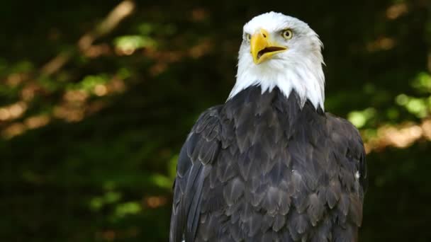 Ουρλιάζοντας American Eagle Ένα Θολό Φόντο Στο Δάσος Αργή Κίνηση — Αρχείο Βίντεο