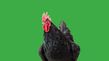 Siyah horoz yeşil ekranda farklı yönlere bakıyor.