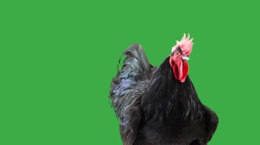 Siyah horoz yeşil ekranda farklı yönlere bakıyor.