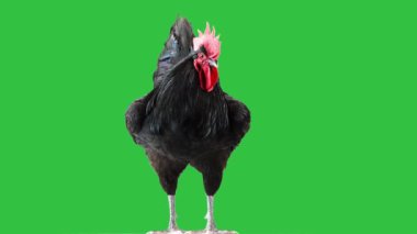Siyah horoz yeşil ekranda farklı yönlere bakıyor.