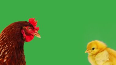 Tavuk ve civciv yeşil ekranda